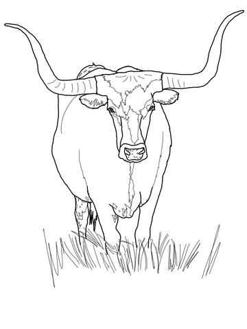 Texas Longhorn Cattle Coloring Page